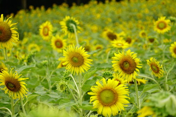 Close-up of sunflowers blooming in the field
