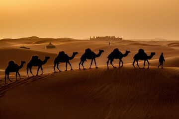 Camel caravan going through the desert at sunset