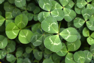 a lot of clovers seen up close forming wallpapers