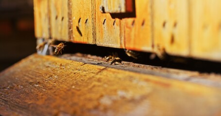Macro Shot of Bees Producing Honey