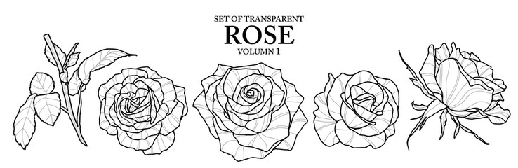Set of isolated flower illustration in hand drawn style. Rose in black outline and white plane on transparent background. Floral elements for coloring book, packaging or fragrance design. Volume 1.