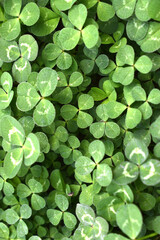a lot of clovers seen up close forming wallpapers
