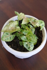 Selective focus of Syngonium houseplant. Beautiful leaf color and pattern.