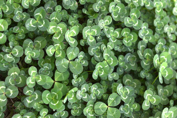 a lot of clovers seen up close forming wallpapers