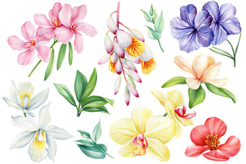 Obraz premium Set of tropical flowers and leaves on an isolated white background, watercolor painting illustration, exotic flower