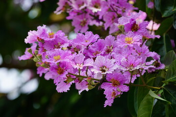 Purple Lagerstroemia speciosa flowers bloom in the summer
