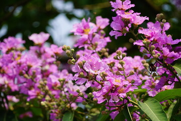 Purple Lagerstroemia speciosa flowers bloom in the summer