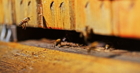 Macro Shot of Bees Producing Honey