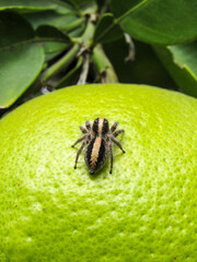 Insecto sobre fruta en la naturaleza