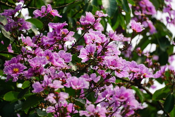 Purple Lagerstroemia speciosa flowers bloom in the summer