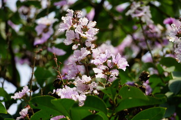 Purple Lagerstroemia speciosa flowers bloom in the summer