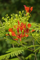 Red Delonix regia flowers bloom in the summer