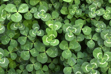 a lot of clovers seen up close forming wallpapers