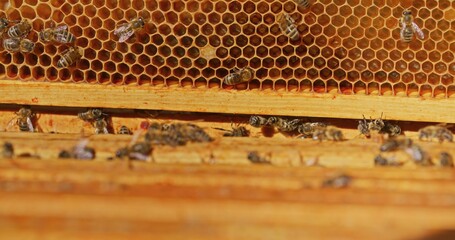 Macro Shot of Bees Producing Honey