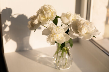 Peony flowers in crystal glass vase in sunlight on white background. Delicate beauty of white peonies bathed in the sunset casting soft shadows. A serene composition spring blooming. Trendy sun light.