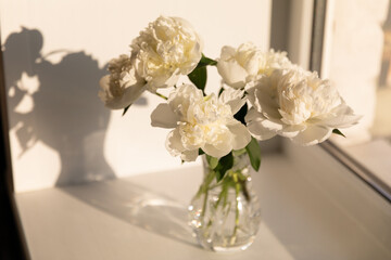 Peony flowers in crystal glass vase in sunlight on white background. Delicate beauty of white...