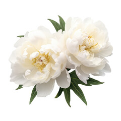Fototapeta premium beautiful peony flowers isolated on white