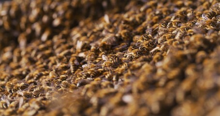 Macro Shot of Bees Producing Honey