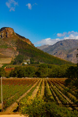 Naklejka premium South Africa Vineyards
