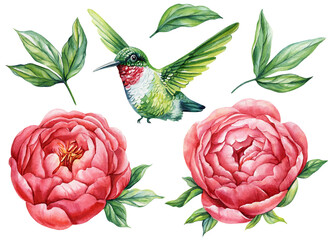 Peonies Flowers and hummingbird on white background, watercolor botanical illustration painting. Summer flower design