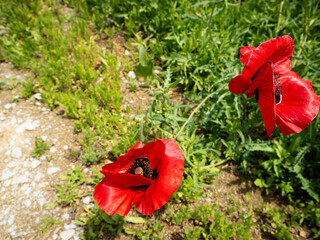 Fototapete bei efototapeten.de bestellen   