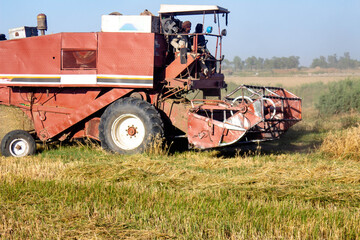 Fototapeta premium a wheat cutting machine swiftly harvesting a field of wheat