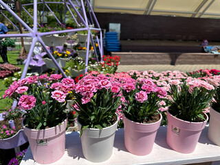 분홍색 카네이션