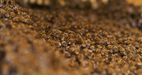 Macro Shot of Bees Producing Honey