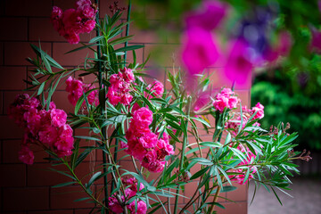 kwitnący oleander w przydomowym ogrodzie
