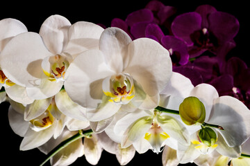 gałązka pełna pięknych kwiatów storczyka Phalaenopsis