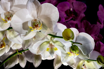 Obraz premium gałązka pełna pięknych kwiatów storczyka Phalaenopsis