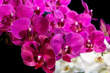 gałązka pełna pięknych kwiatów storczyka Phalaenopsis