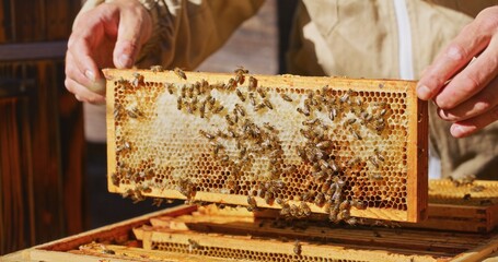 Macro Shot of Bees Producing Honey