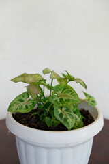 Selective focus of Syngonium houseplant. Beautiful leaf color and pattern.