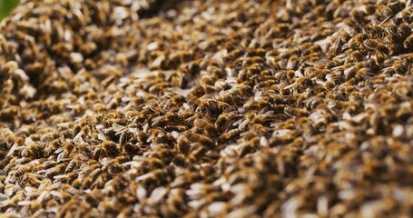 Macro Shot of Bees Producing Honey