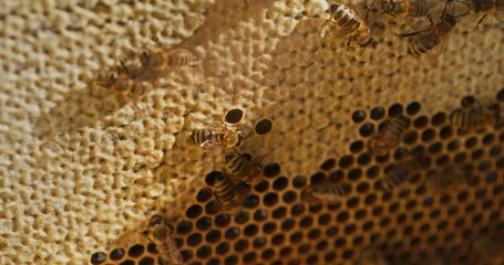 Macro Shot of Bees Producing Honey