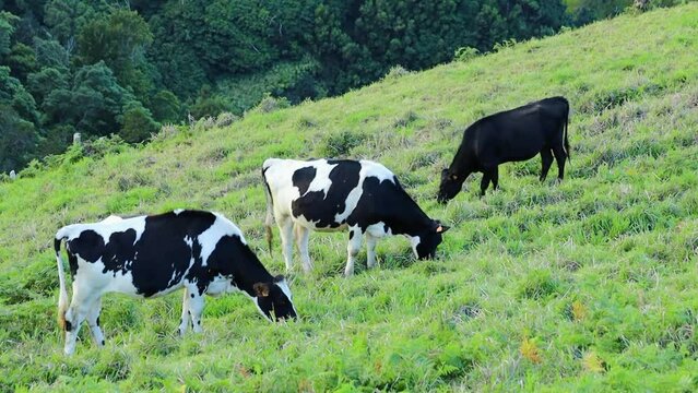 Cows grazing on the green pasture eating grass Azores islands
