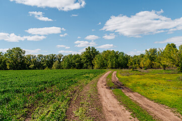 a country road in a field of green grass at sunset