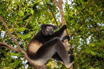Lemur Indri indri, babakoto largest lemur from Madagascar