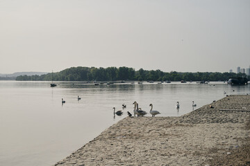 Beautiful white swans on the Danube river in the morning at dawn. Swan Lake in old town Zemun....