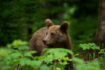 Braunbär