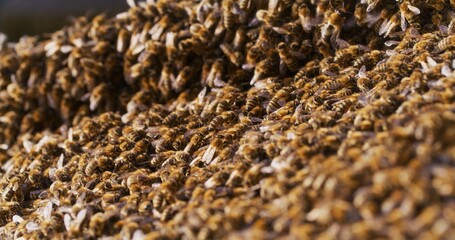 Macro Shot of Bees Producing Honey