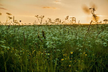 Wild grass and plants against colorful sunset
