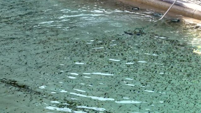 La fontana di Trevi durante la raccolta delle monete lanciate dai turisti a Roma.
Operai recuperano le monete lanciate dentro la fontana dai turisti in visita a Roma, Italia. 