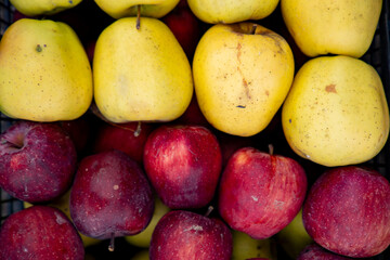 Red and yellow apples in the crate.