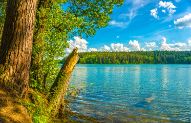 Forest lake summer landscape
