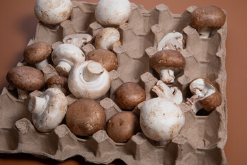 fungus, gourmet, cut out, isolated, clipping path, mushroom, white background, edible, cultivation, vegetable, delicious, brown, piece, nutrition, medicinal mushroom, asian, traditional medicine, miso