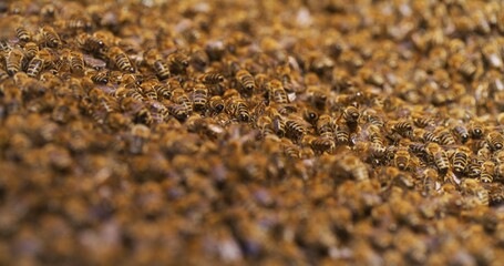 Macro Shot of Bees Producing Honey
