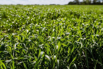 Fototapeta premium background and texture of green grass at sunset