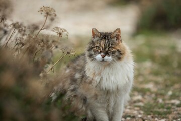 Obraz premium Katze